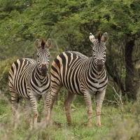 Zebra stepowa - Equus quagga - Common zebra