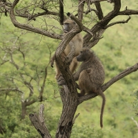 Pawian niedźwiedzi - Papio ursinus - Chacma baboon 