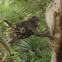 Pawian niedźwiedzi - Papio ursinus - Chacma baboon 