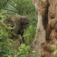 Pawian niedźwiedzi - Papio ursinus - Chacma baboon 