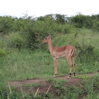 Impala zwyczajna - Aepyceros melampus - Impala