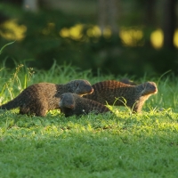 Mangusta pręgowana - Mungos mungo - Banded mangoose