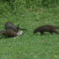 Mangusta pręgowana - Mungos mungo - Banded mangoose