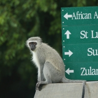 Kotawiec sawannowy - Chlorocebus pygerythrus - Vervet monkey