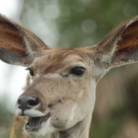 Kudu wielkie - Tragelaphus strepsiceros - Greater kudu