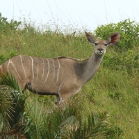 Kudu wielkie - Tragelaphus strepsiceros - Greater kudu