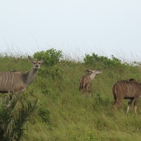 Kudu wielkie - Tragelaphus strepsiceros - Greater kudu