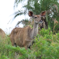 Kudu wielkie - Tragelaphus strepsiceros - Greater kudu