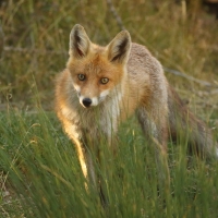 Lis - Vulpes vulpes - Red fox 