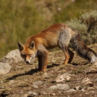 Lis - Vulpes vulpes - Red fox 