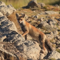 Lis - Vulpes vulpes - Red fox 