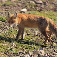 Lis - Vulpes vulpes - Red fox 