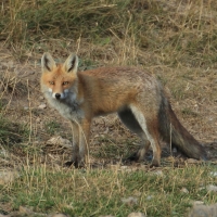 Lis - Vulpes vulpes - Red fox 