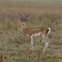 Gazela Granta - Nanger granti - Grant's gazelle 