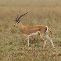 Gazela Granta - Nanger granti - Grant's gazelle 