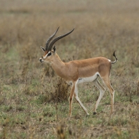 Gazela Granta - Nanger granti - Grant's gazelle 