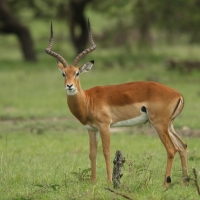 Impala zwyczajna - Aepyceros melampus - Impala