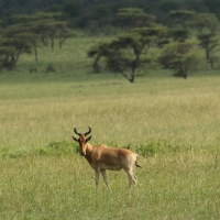 Bawolec krowi - Alcelaphus buselaphus - Hartebeest
