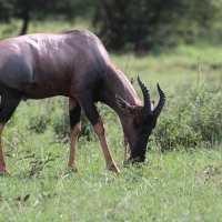 Sasebi właściwy - Damaliscus  lunatus - Topi
