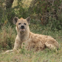 Krokuta cętkowana - Spotted hyaena