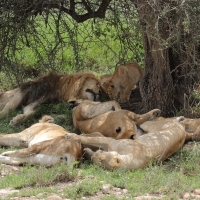 Lew afrykański - Panthera leo - Lion 