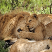 Lew afrykański - Panthera leo - Lion 