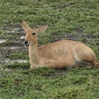 Ridbok - Redunca redunca - Bohor reedbuck