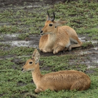 Ridbok - Redunca redunca - Bohor reedbuck