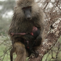 Pawian oliwkowy - Papio anubis - Olive baboon