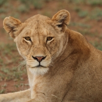 Lew afrykański - Panthera leo - Lion 
