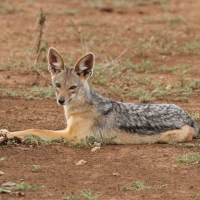 Szakal  czaprakowy - Canis mesomelas - Black-backed Jackal
