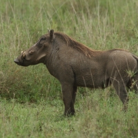 Guziec zwyczajny - Phacochoerus africanus - Common Warthog
