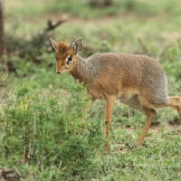 Dikdik sawannowy - Madoqua kirkii - Kirk's dikdik 