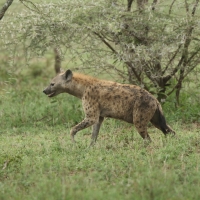 Krokuta cętkowana - Spotted hyaena