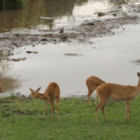Ridbok - Redunca redunca - Bohor reedbuck