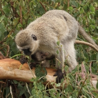 Kotawiec sawannowy - Chlorocebus pygerythrus - Vervet monkey