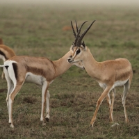 Gazela Granta - Nanger granti - Grant's gazelle 