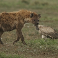 Krokuta cętkowana - Spotted hyaena