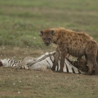 Krokuta cętkowana - Spotted hyaena