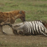 Krokuta cętkowana - Spotted hyaena