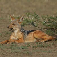 Szakal  czaprakowy - Canis mesomelas - Black-backed Jackal