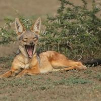 Szakal  czaprakowy - Canis mesomelas - Black-backed Jackal