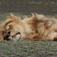 Lew afrykański - Panthera leo - Lion 