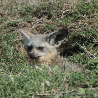 Otocjon wielkouchy - Otocyon megalotis  - Bat-eared fox 