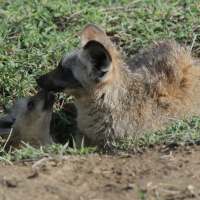 Otocjon wielkouchy - Otocyon megalotis  - Bat-eared fox 