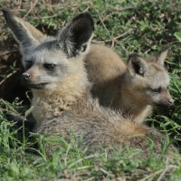 Otocjon wielkouchy - Otocyon megalotis  - Bat-eared fox 