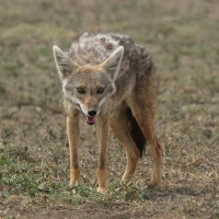 Wilk złoty - Canis lupaster - African golden wolf