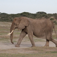 Słoń afrykański - Loxodonta africana -  African savanna elephant 