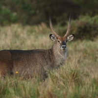 Kob śniady - Kobus ellipsiprymnus - Waterbuck