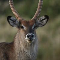 Kob śniady - Kobus ellipsiprymnus - Waterbuck